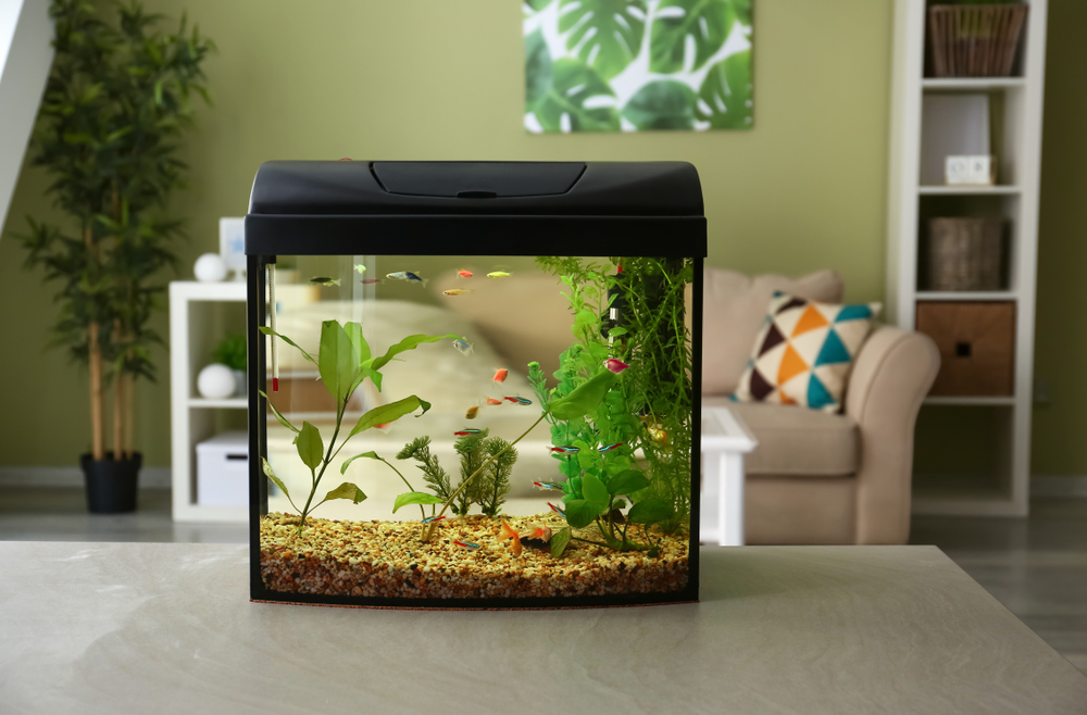 Skaffa akvarium som familj med många barn Beautiful,Aquarium,On,Table,In,Room
